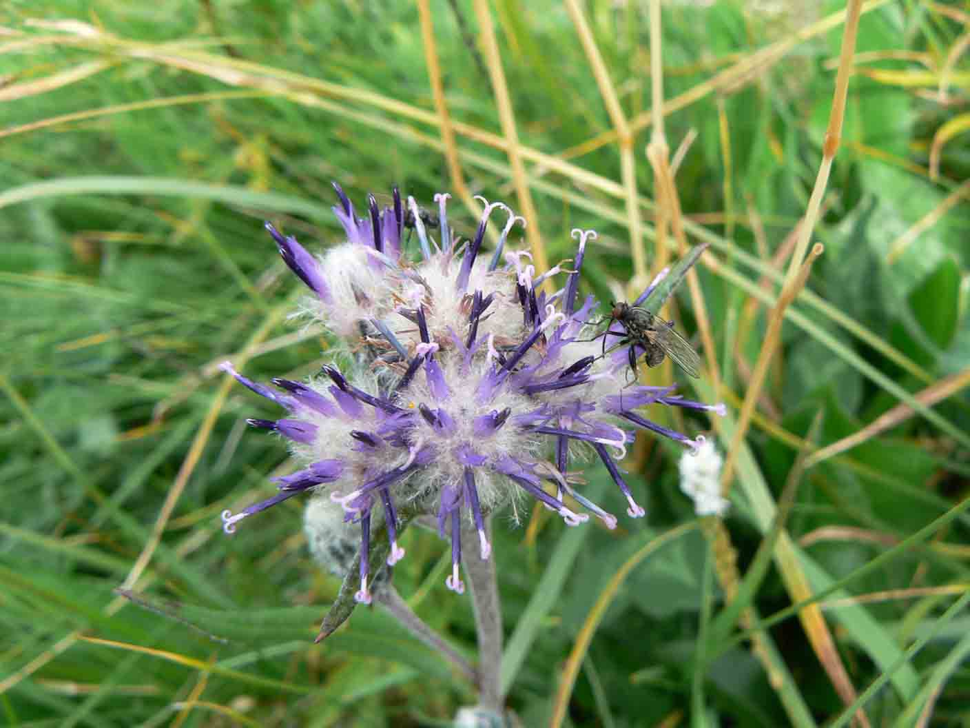Saussurea alpina / Saussurea delle Alpi